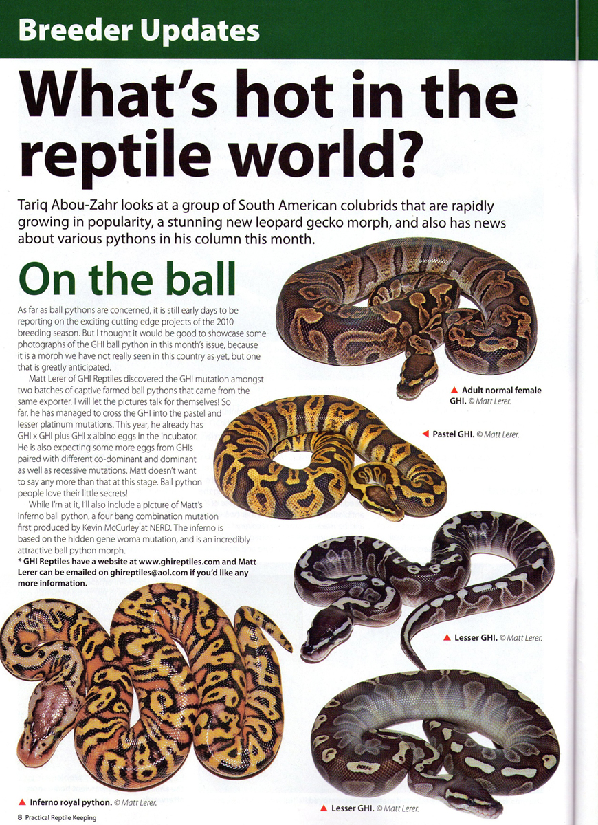 ball python poster