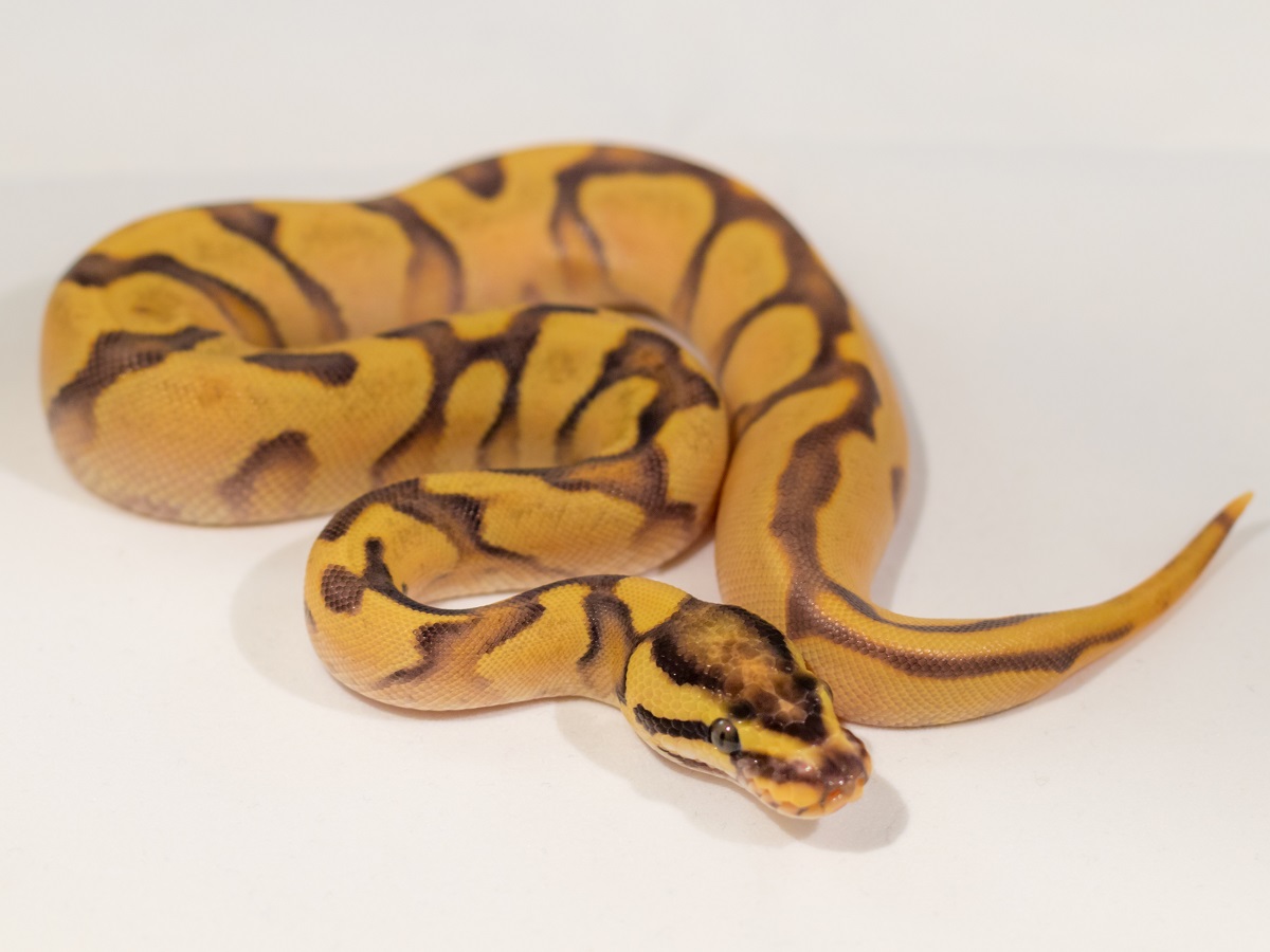 Enchi Fire Orange Dream Yellow Belly Morph List World Of Ball Pythons