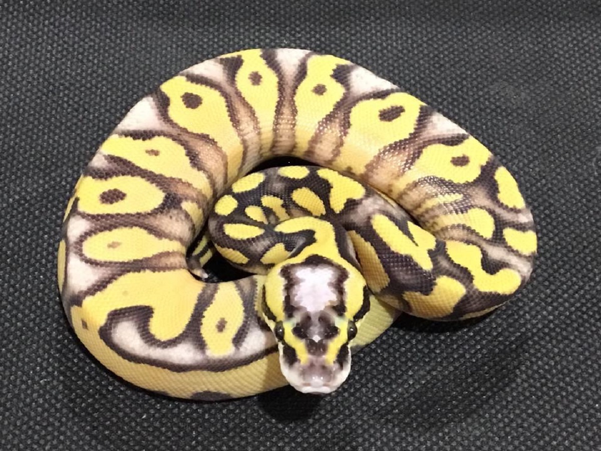 Enchi Fire Super Pastel Yellow Belly Morph List World Of Ball Pythons