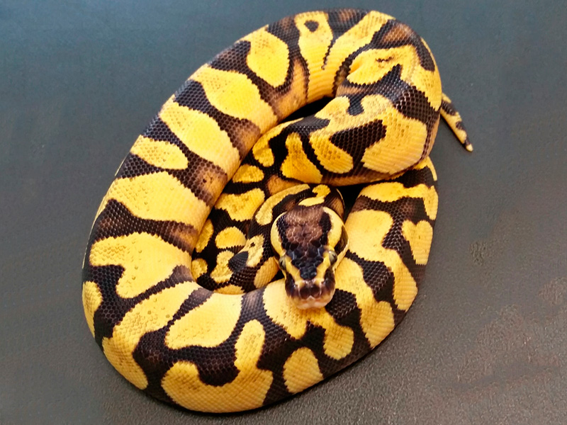 Enchi Pastel Yellow Belly Morph List World Of Ball Pythons