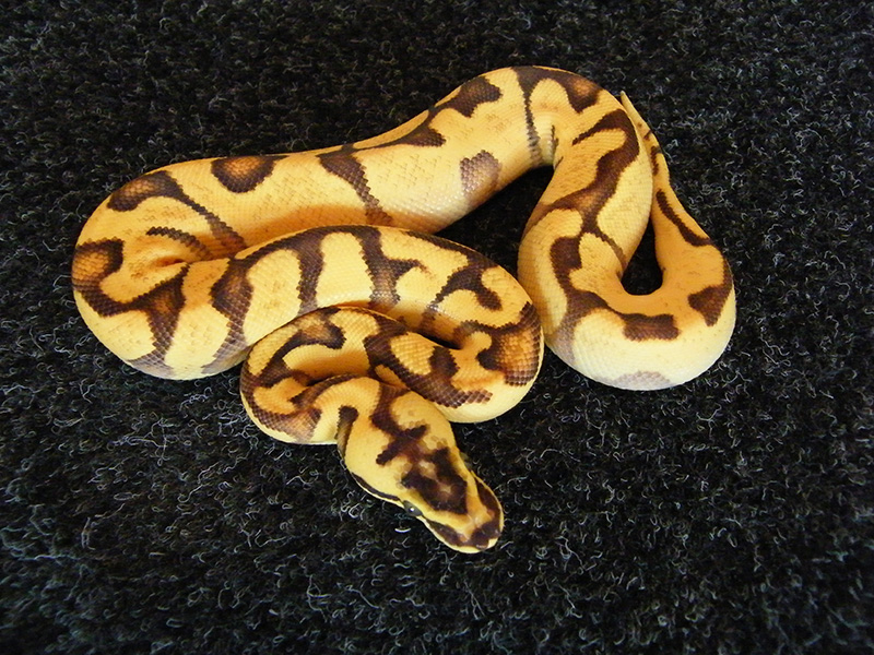 Fire Orange Dream Super Enchi Yellow Belly Morph List World Of Ball Pythons