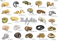ball python morphs