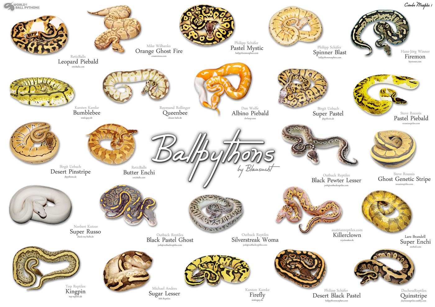 World of Ball Pythons