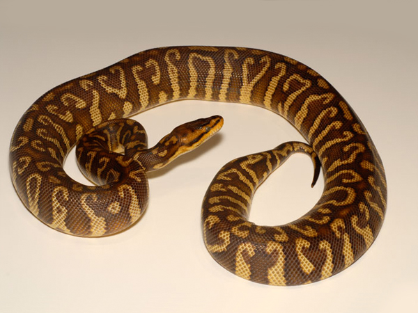 Ball Python Hybrids - Morph List - World of Ball Pythons