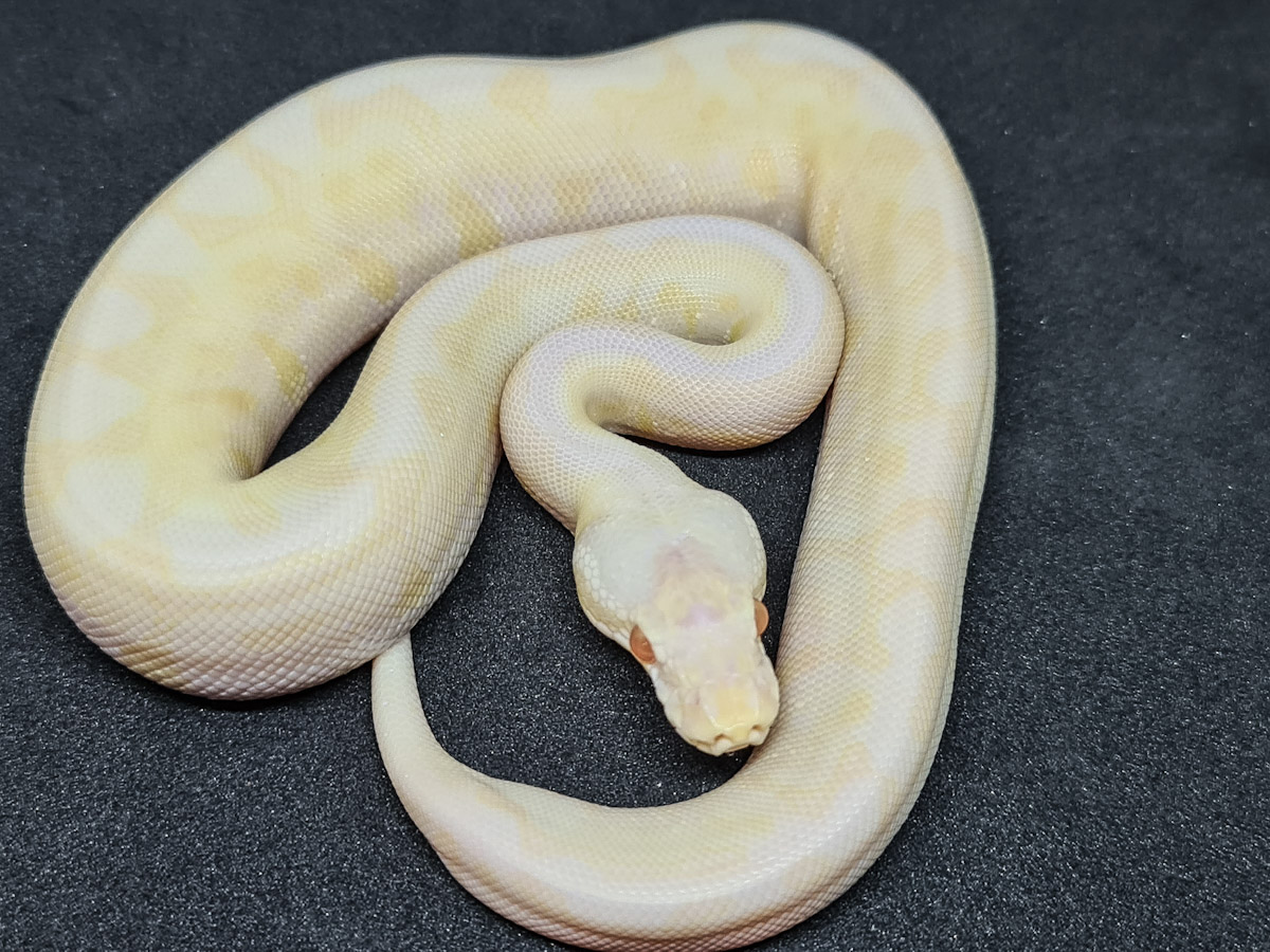 Morph List - World of Ball Pythons