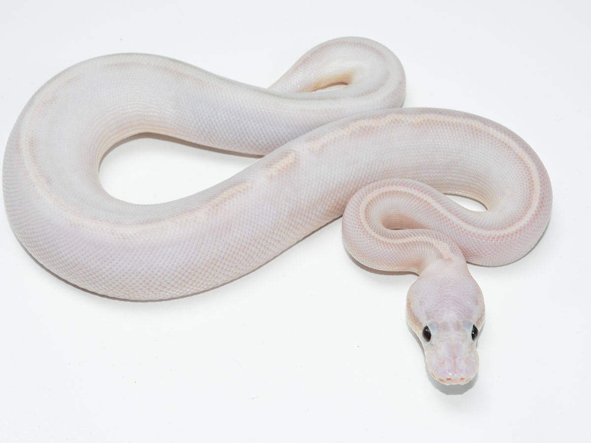 Ball python morph list with pictures