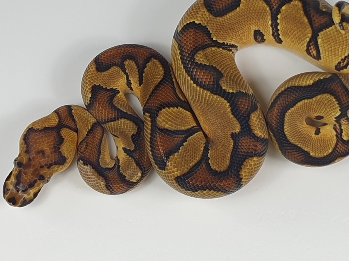 Asphalt Clown Enchi - Morph List - World of Ball Pythons