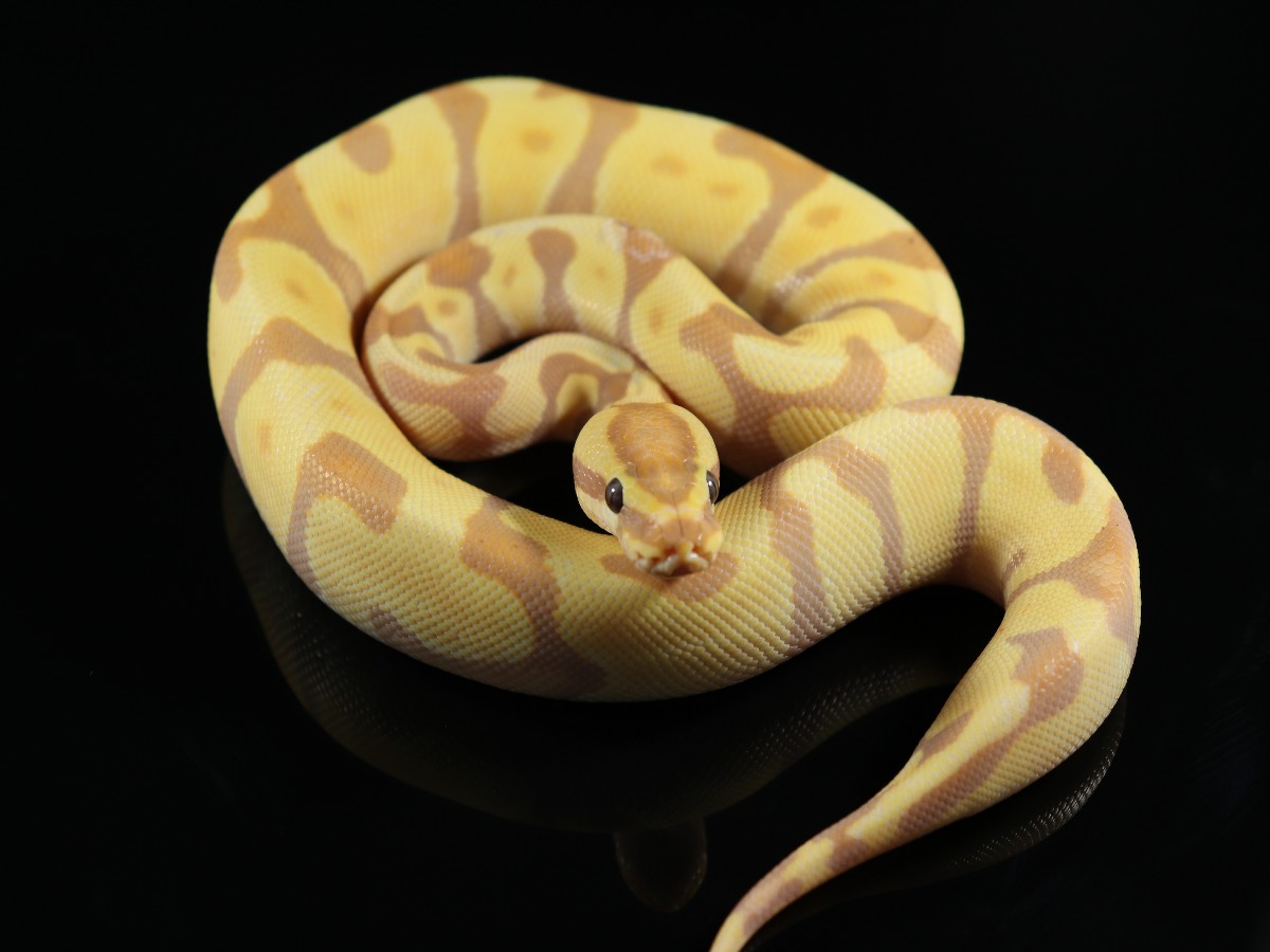 Banana pastel ball python