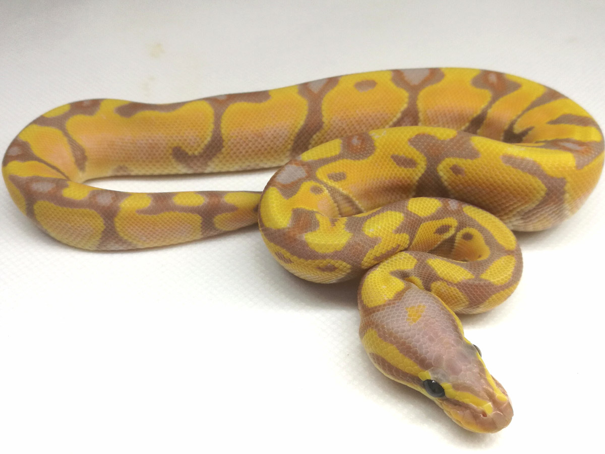 Banana Enchi Orange Dream - Morph List - World of Ball Pythons