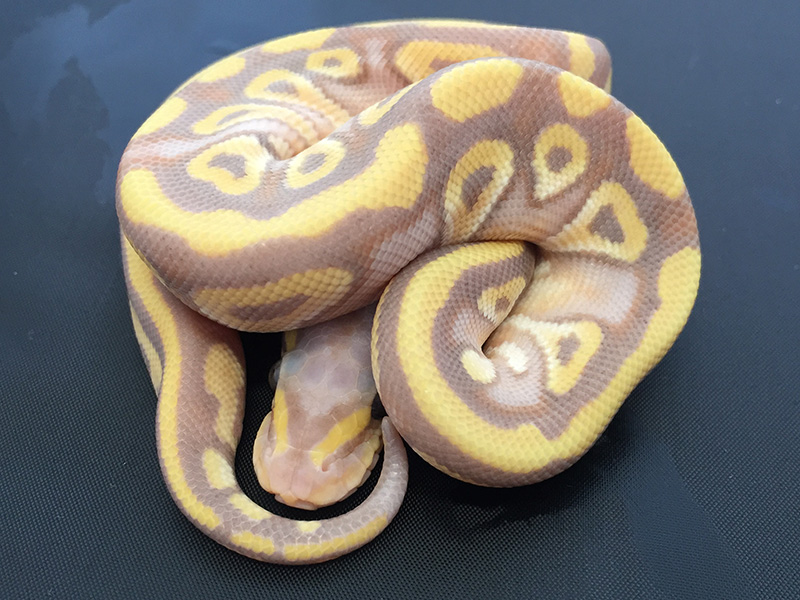 Banana Phantom Yellow Belly - Morph List - World of Ball Pythons