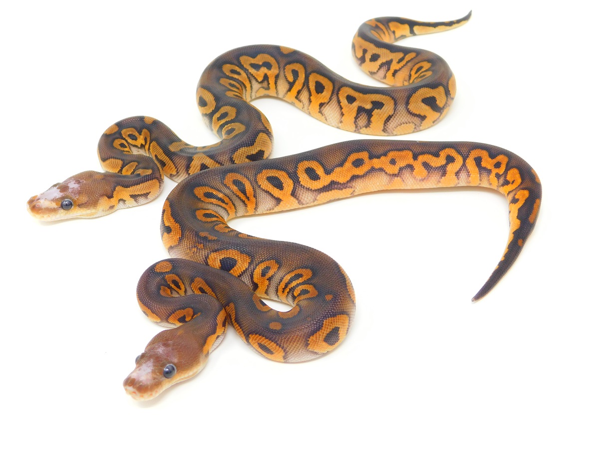 https://www.worldofballpythons.com/files/morphs/black-pastel-clown-microscale/black-pastel-clown-microscale-y3utzkzkyfaqz2k.jpg