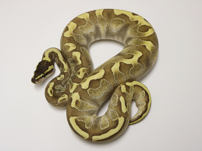 Butter Enchi Ghi - Morph List - World of Ball Pythons
