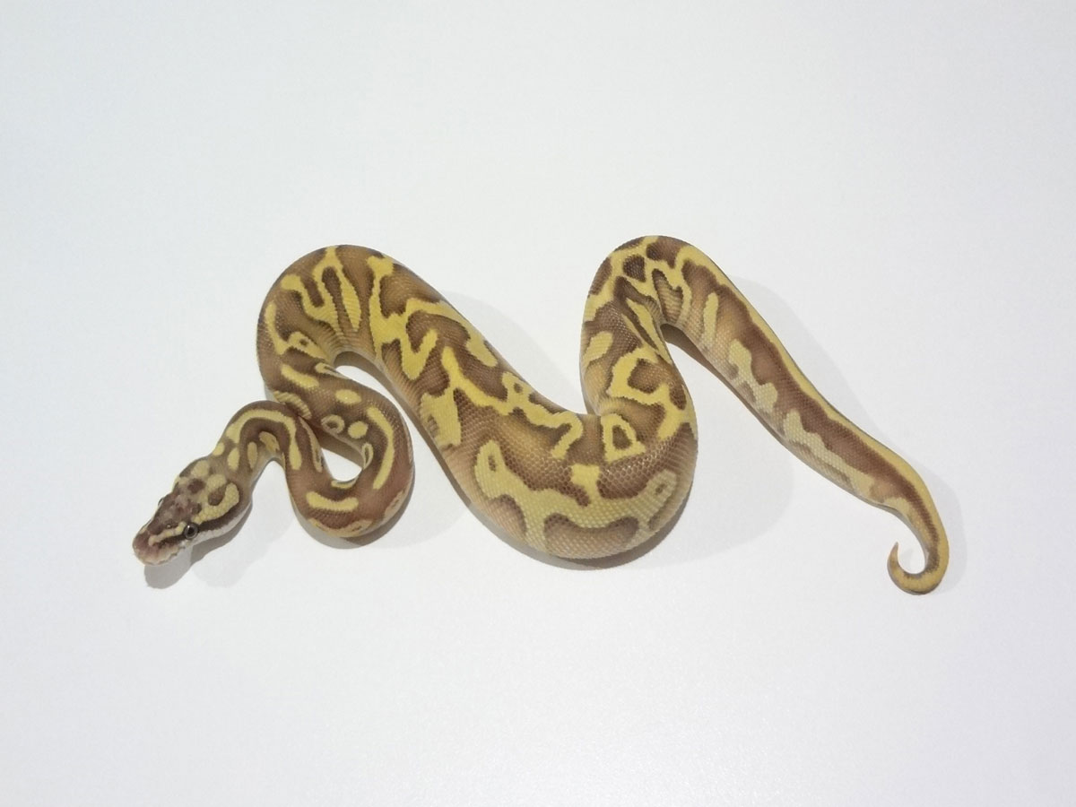 Butter Enchi Leopard Pastel Yellow Belly - Morph List - World of