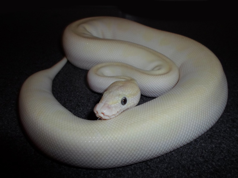 Butter Pastel Crystal Morph List World Of Ball Pythons