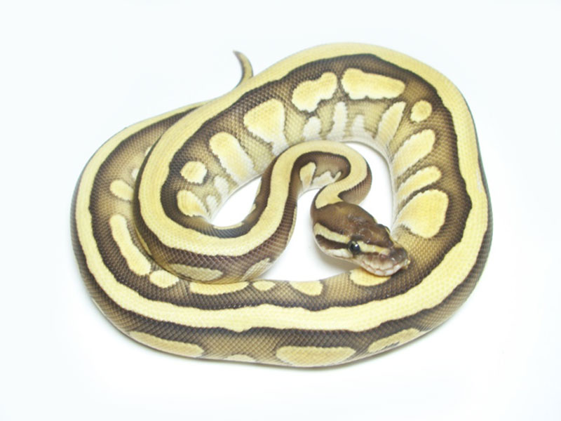 Morph List - World of Ball Pythons