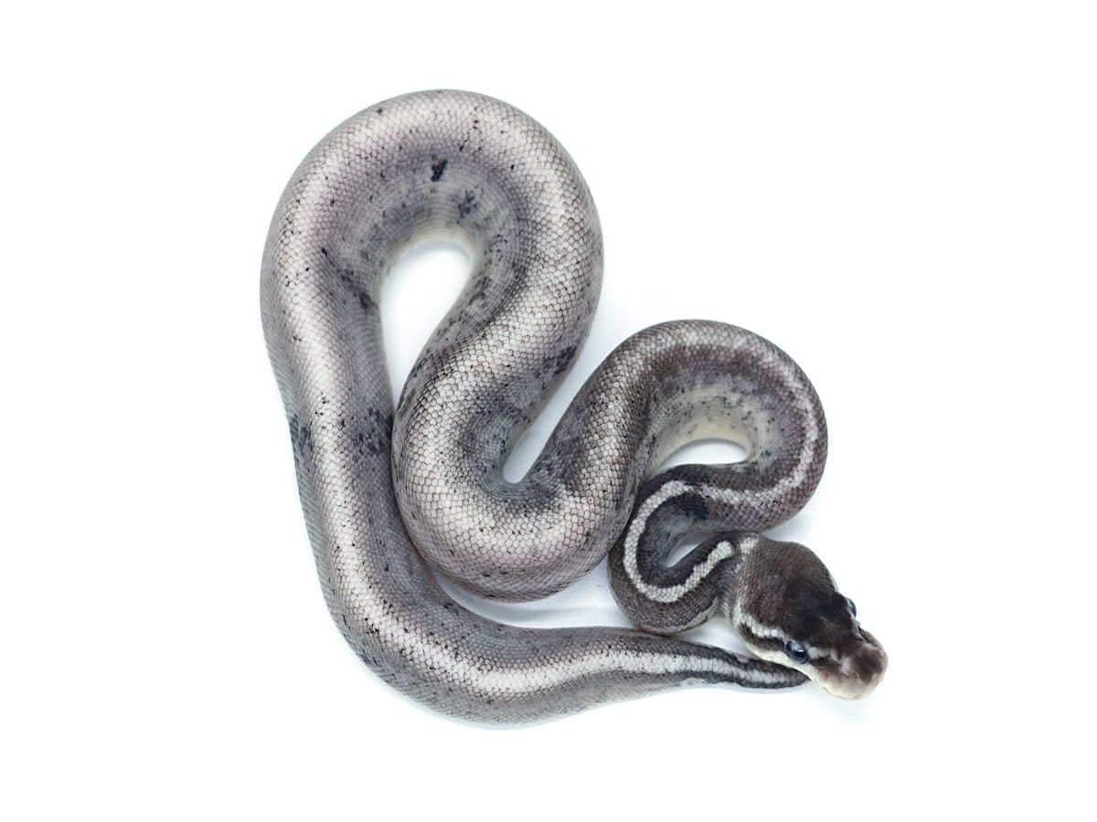 Morph List - World of Ball Pythons