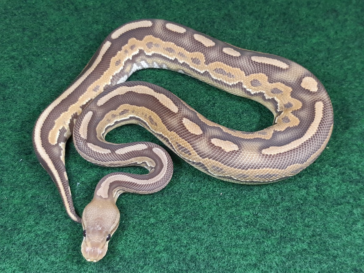 Caramel Albino Cinnamon D-Stripe Desert Ghost - Morph List - World of ...