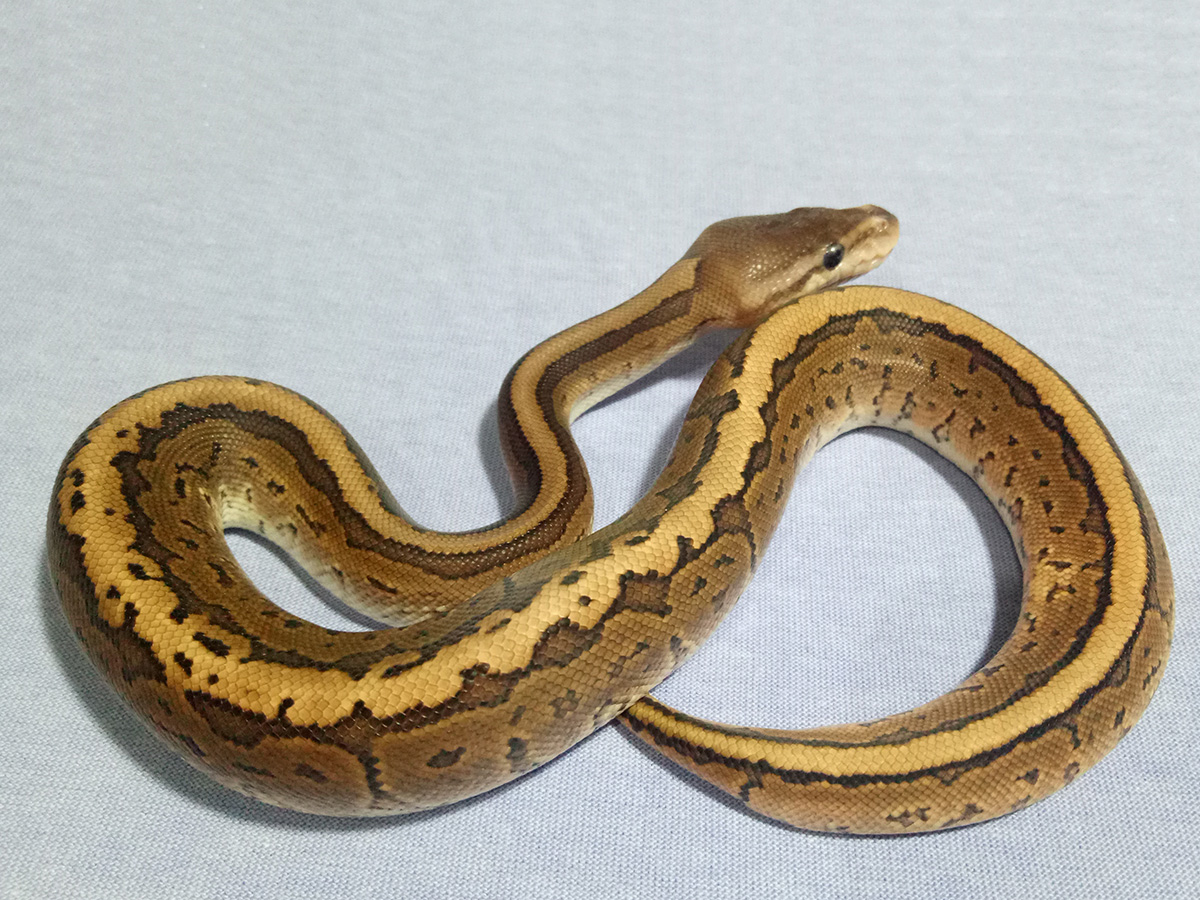 Cinnamon Mystic Pinstripe - Morph List - World of Ball Pythons