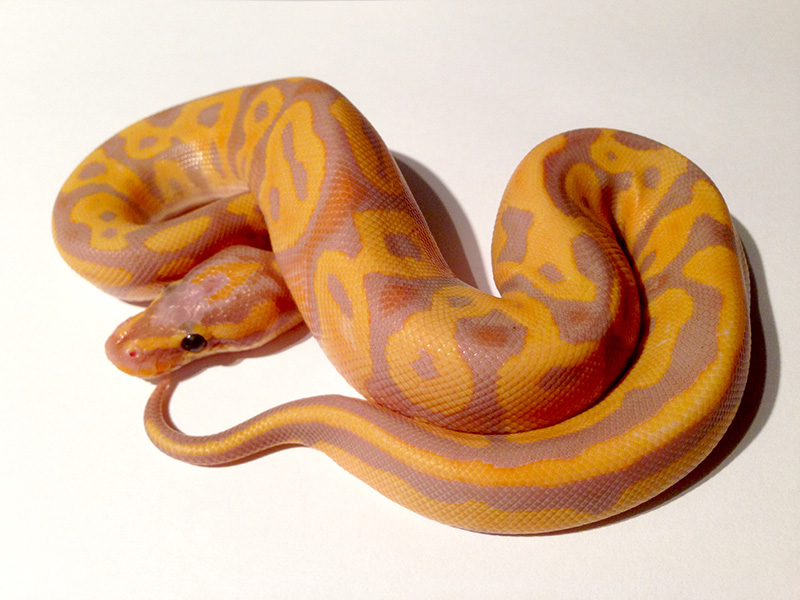 Coral Glow Enchi Leopard Morph List World Of Ball Pythons