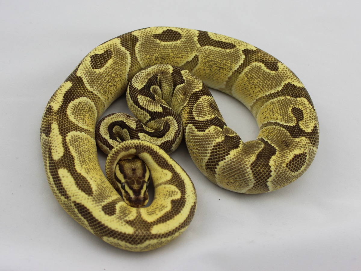 Enchi Fire Mandarin - Morph List - World of Ball Pythons