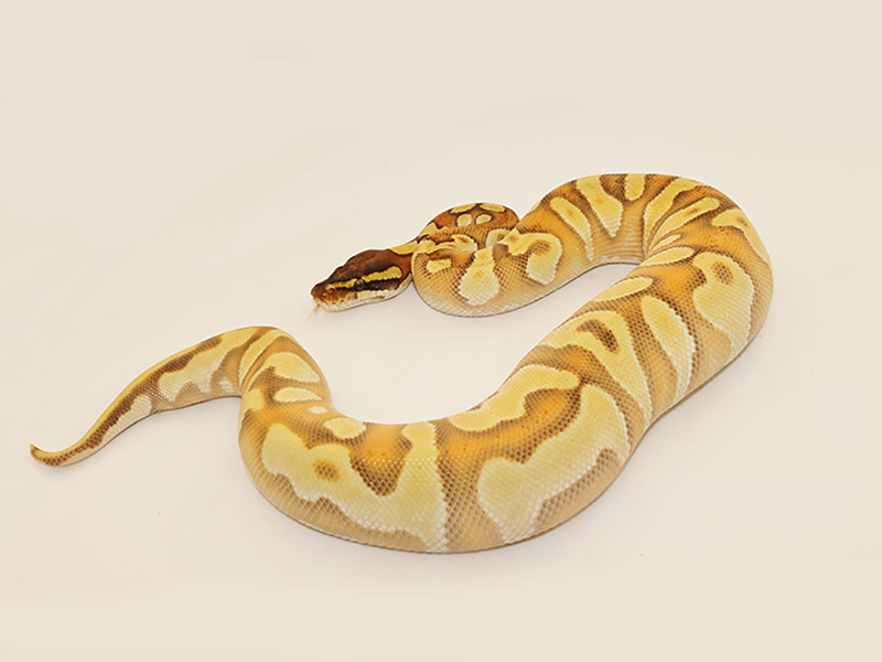 Enchi Fire Mojave Orange Dream Yellow Belly Morph List World Of Ball Pythons