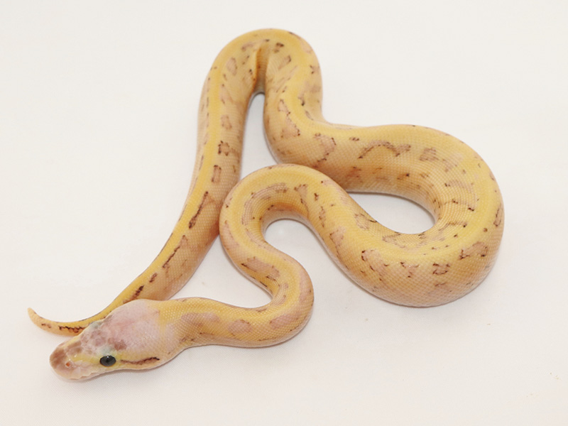 Enchi Fire Orange Dream Pastel Pinstripe Yellow Belly Morph List World Of Ball Pythons