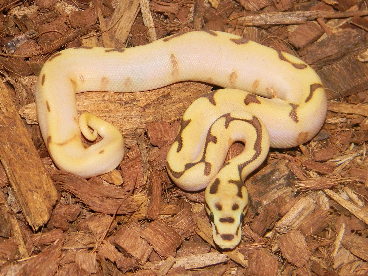 Enchi Fire Orange Dream Spider Yellow Belly Morph List World Of Ball Pythons