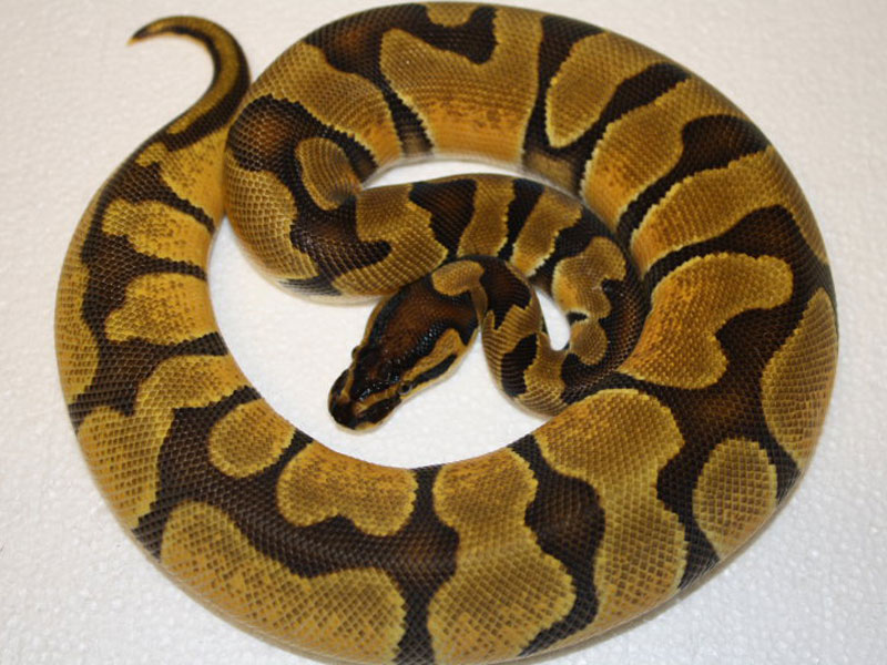 Enchi Orange Dream - Morph List - World of Ball Pythons