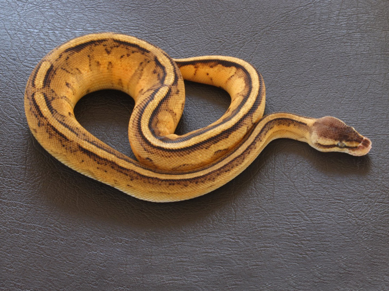 Genetic Stripe Pastel Yellow Belly - Morph List - World of Ball Pythons