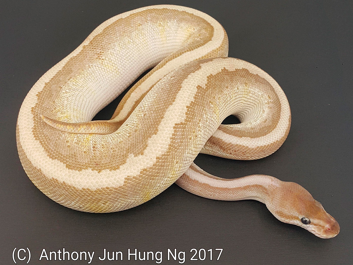 Granite Hidden Gene Woma Lesser Pinstripe Yellow Belly - Morph List - World  of Ball Pythons