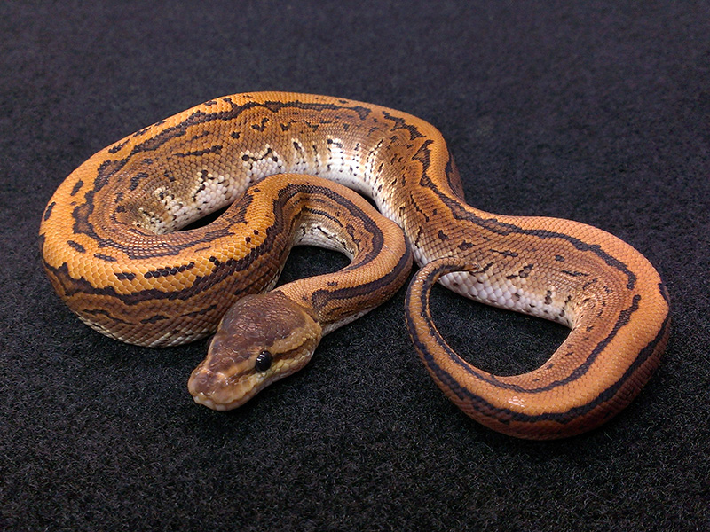 Het Red Axanthic Pinstripe Mystic - Morph List - World of Ball Pythons
