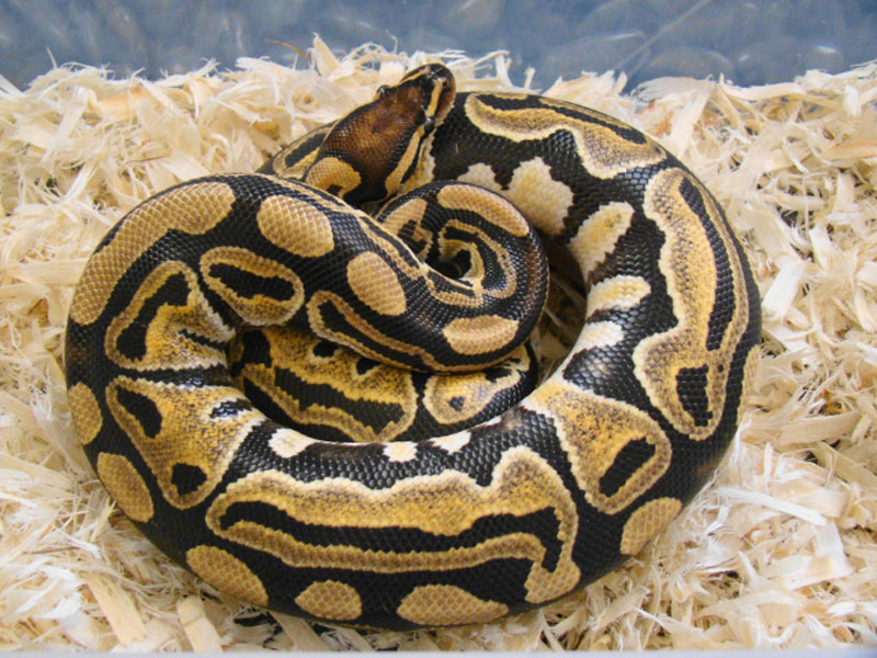 Lace - Morph List - World of Ball Pythons