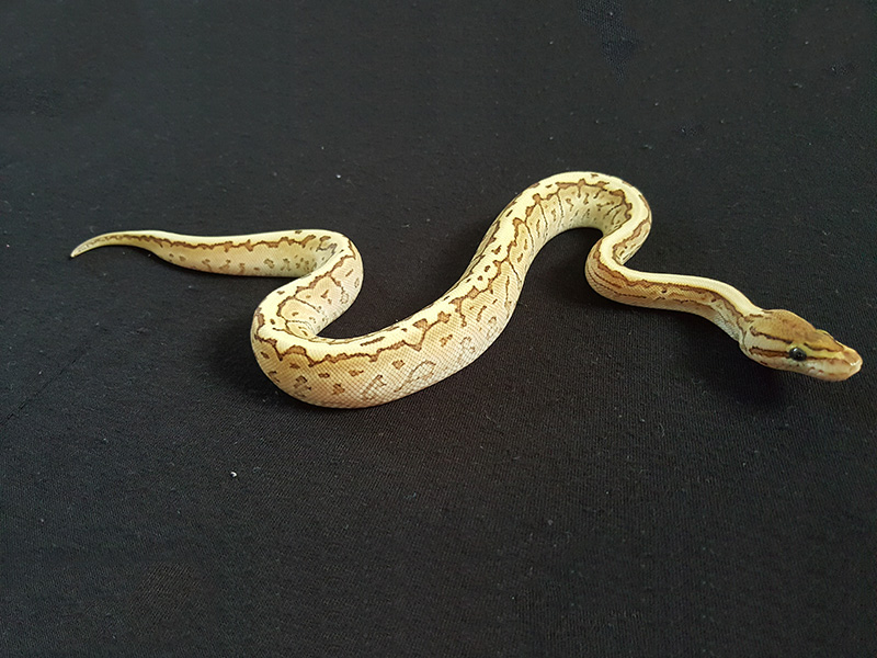 Lesser Pinstripe Spotnose - Morph List - World of Ball Pythons