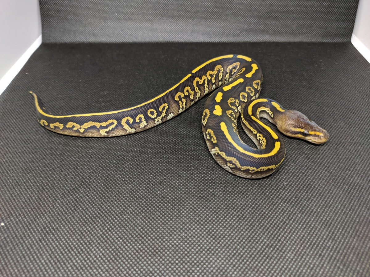 Mahogany Ball Python Morphs