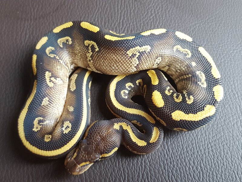 Mojave Twister Yellow Belly - Morph List - World Of Ball Pythons