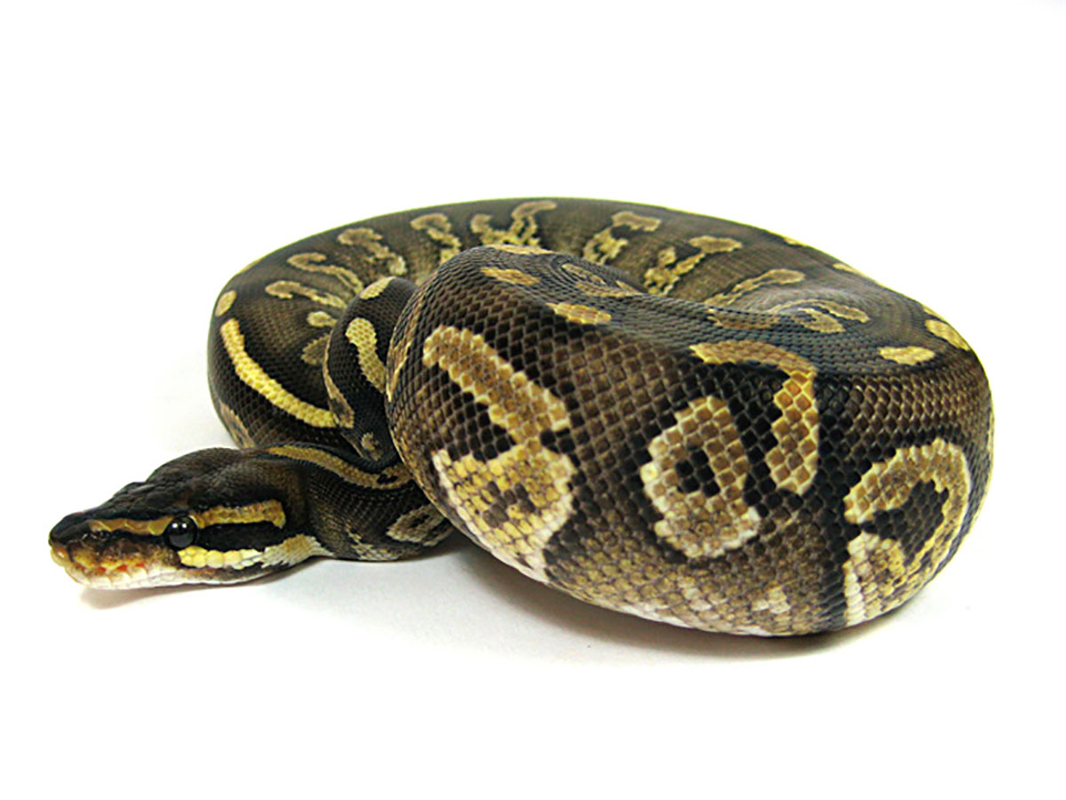 Mojave Twister - Morph List - World of Ball Pythons