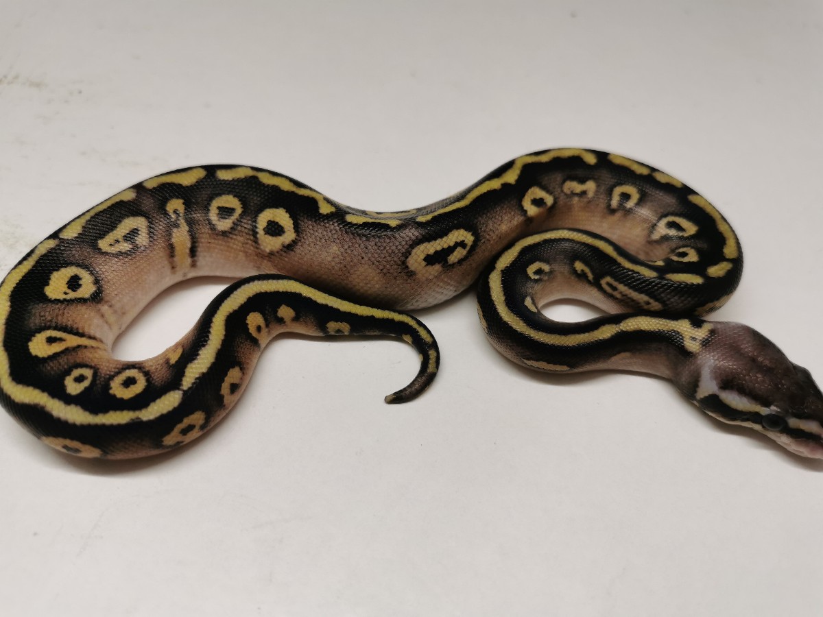 Mystic Pastel Quake - Morph List - World of Ball Pythons