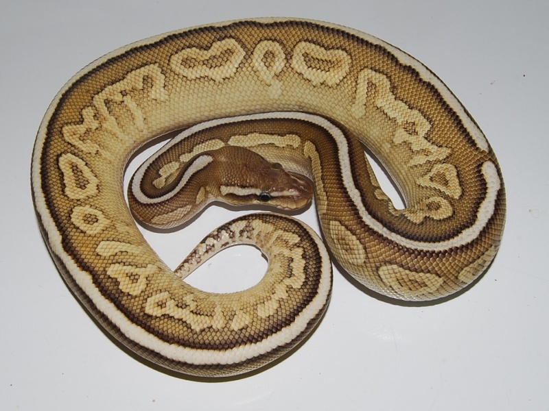 Night Crawler - Morph List - World of Ball Pythons