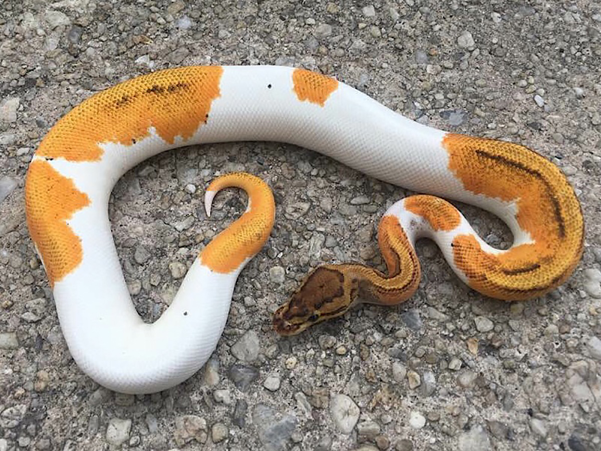 Orange Dream Piebald Pinstripe Yellow Belly Morph List World Of Ball Pythons