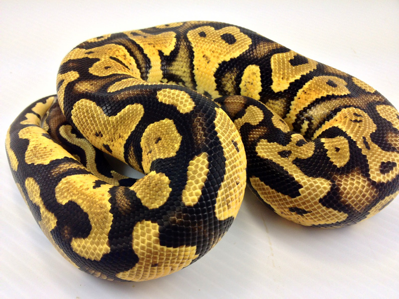 Pastel Asphalt - Morph List - World of Ball Pythons