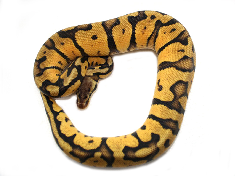 Pastel Orange Belly - Morph List - World of Ball Pythons