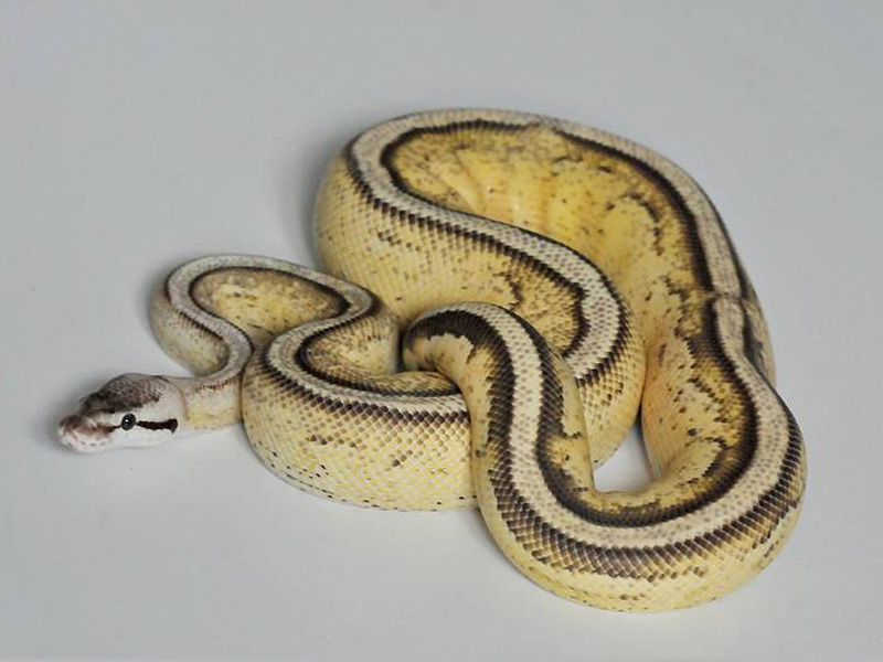 Pastel Specter Yellow Belly