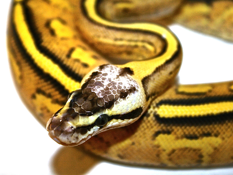 Pastel Specter Yellow Belly
