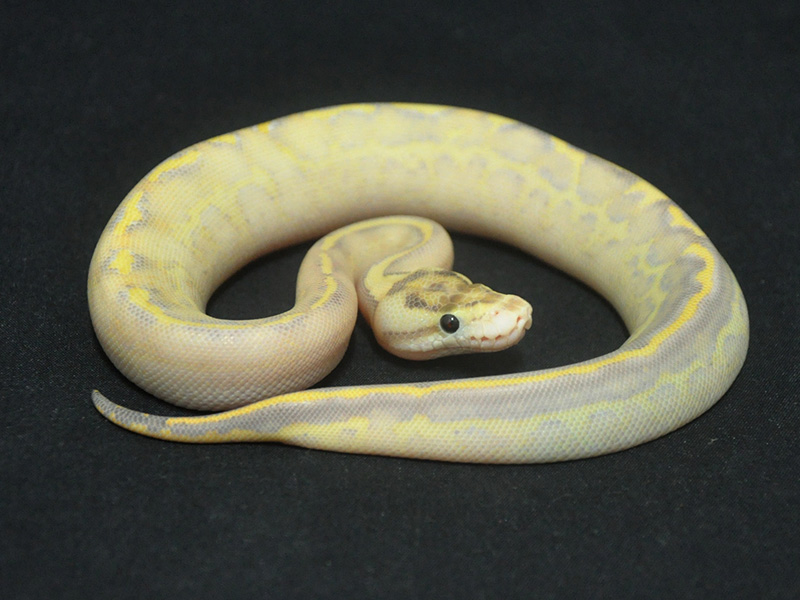 Hammered Silk-python – Egg & Dart PDQ