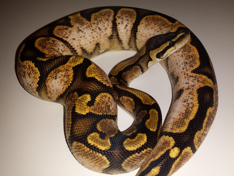 Sugar Paint - Morph List - World of Ball Pythons