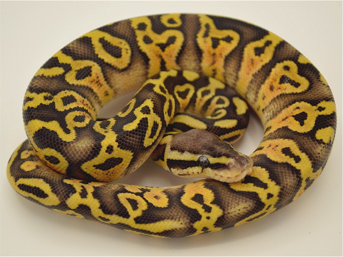 Super Pastel Panther TII - Morph List - World of Ball Pythons