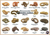 Mahogany - Morph List - World of Ball Pythons