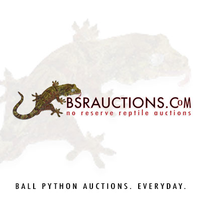 Lace - Morph List - World of Ball Pythons