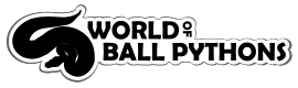 TOP - World of Ball Pythons